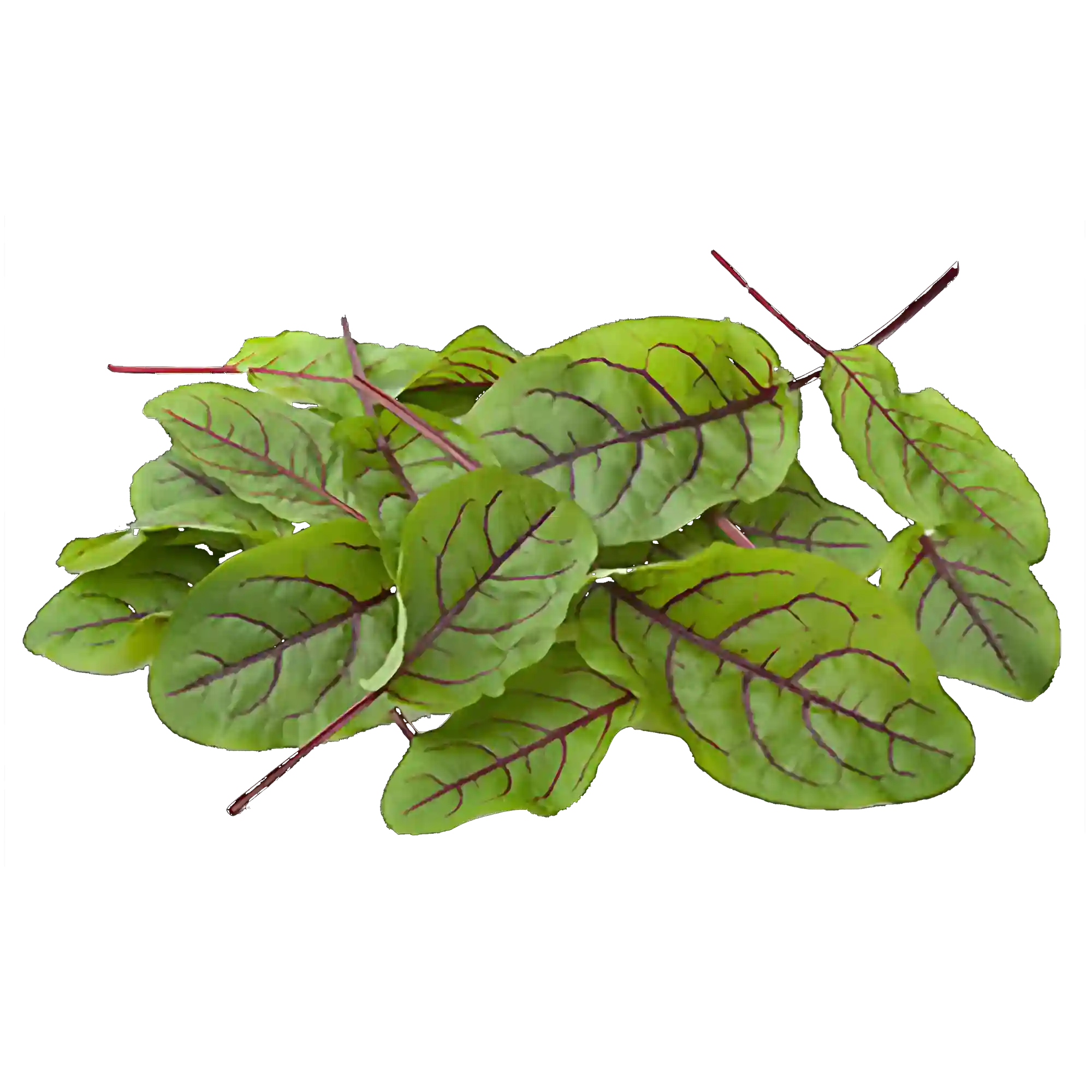 سبزی سورل (ترشک)