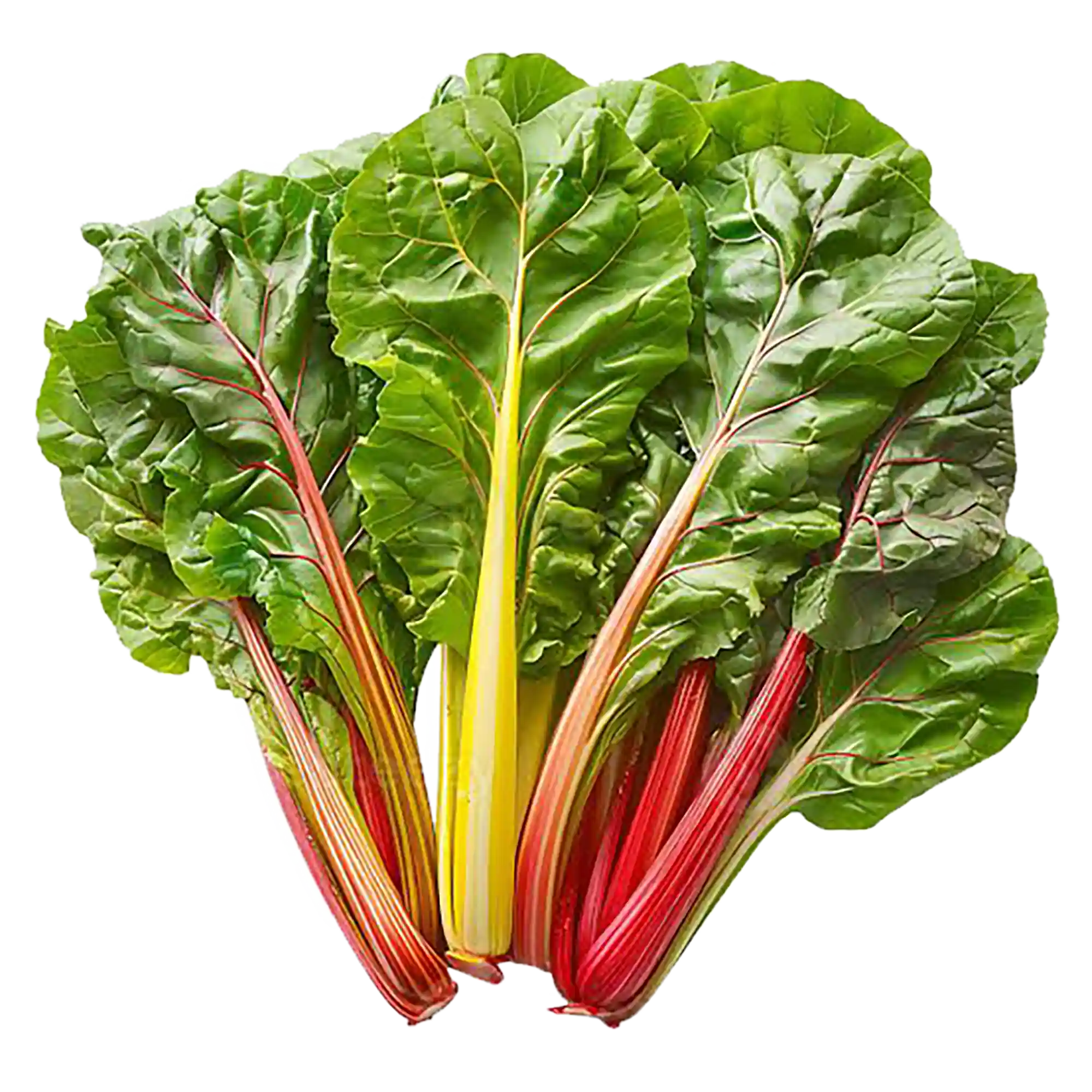 سوئیس چارد تازه
