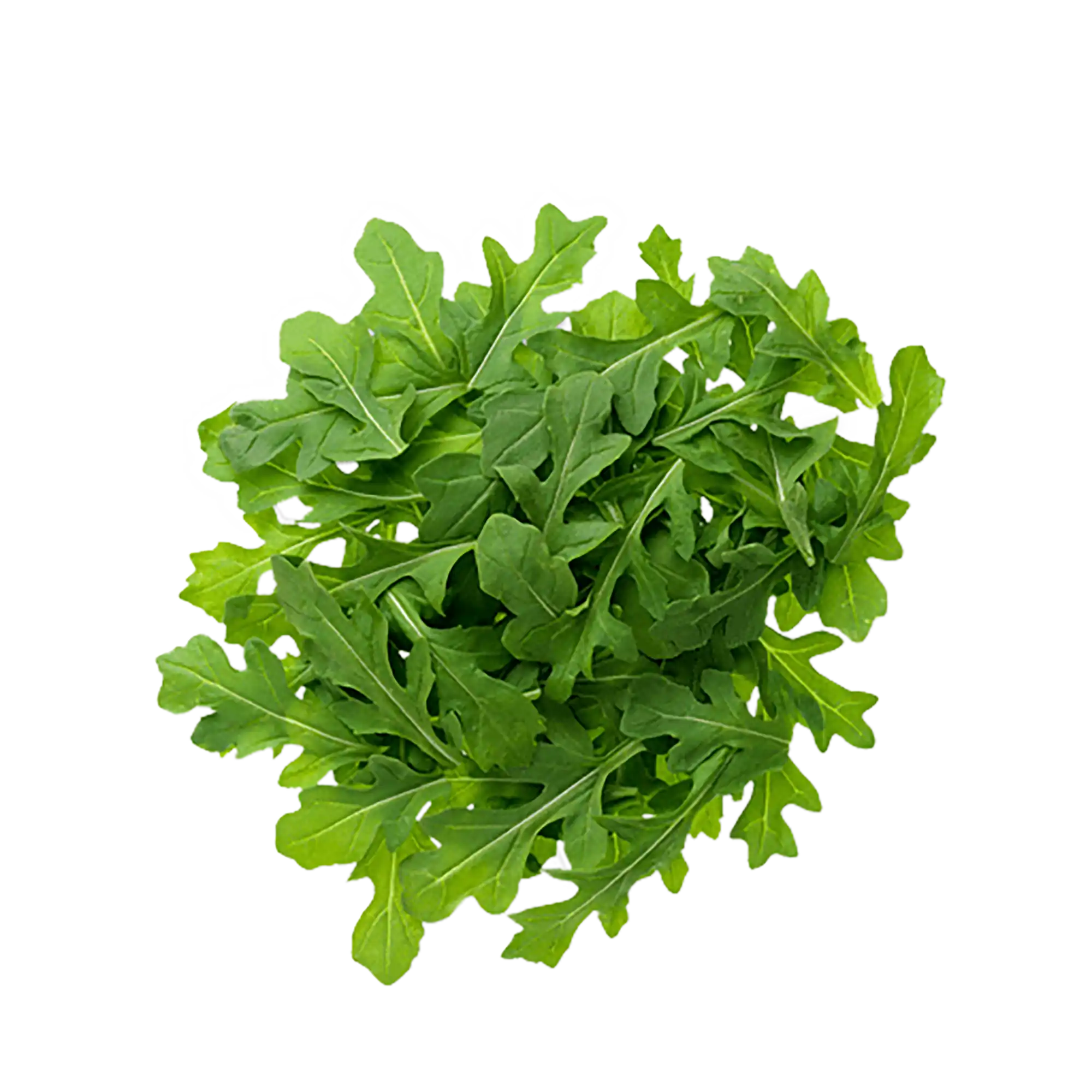 سبزی روکولا(آروگولا) تازه