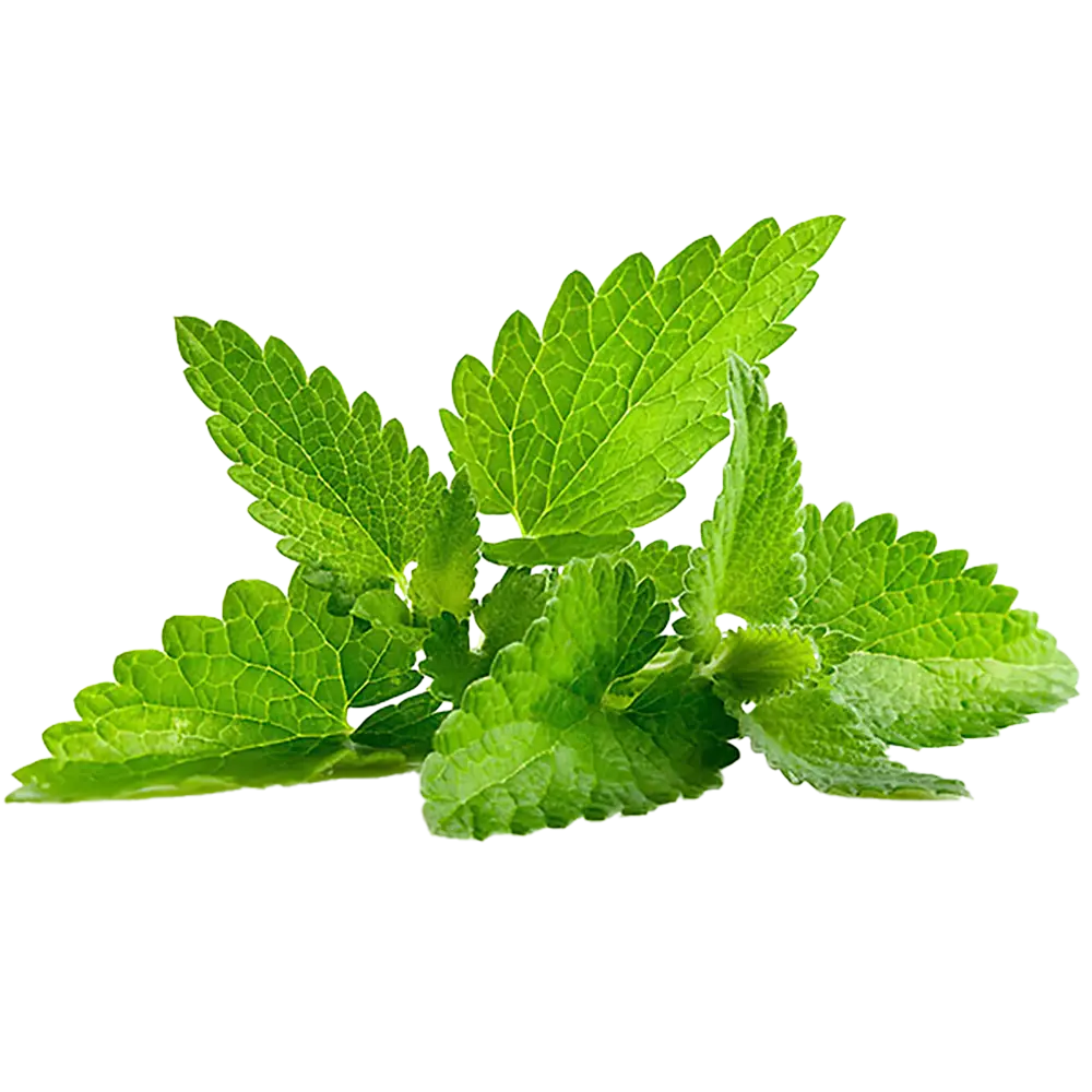 نعناع موهیتو تازه