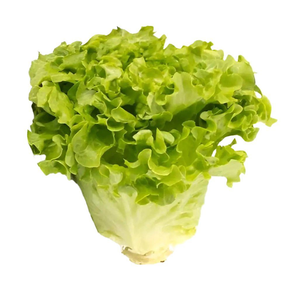 کاهو بیوندا تازه