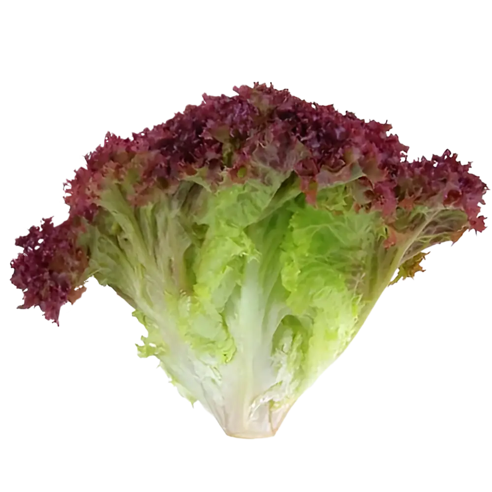 کاهو لولو روسو