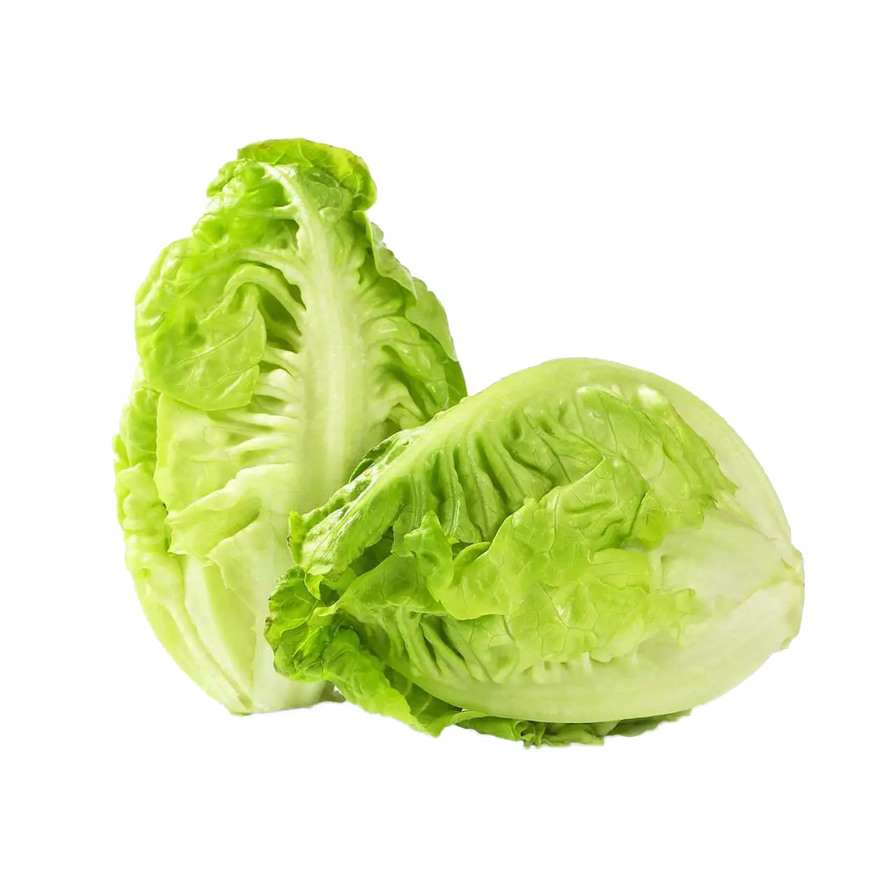کاهو لیتل جم سبز